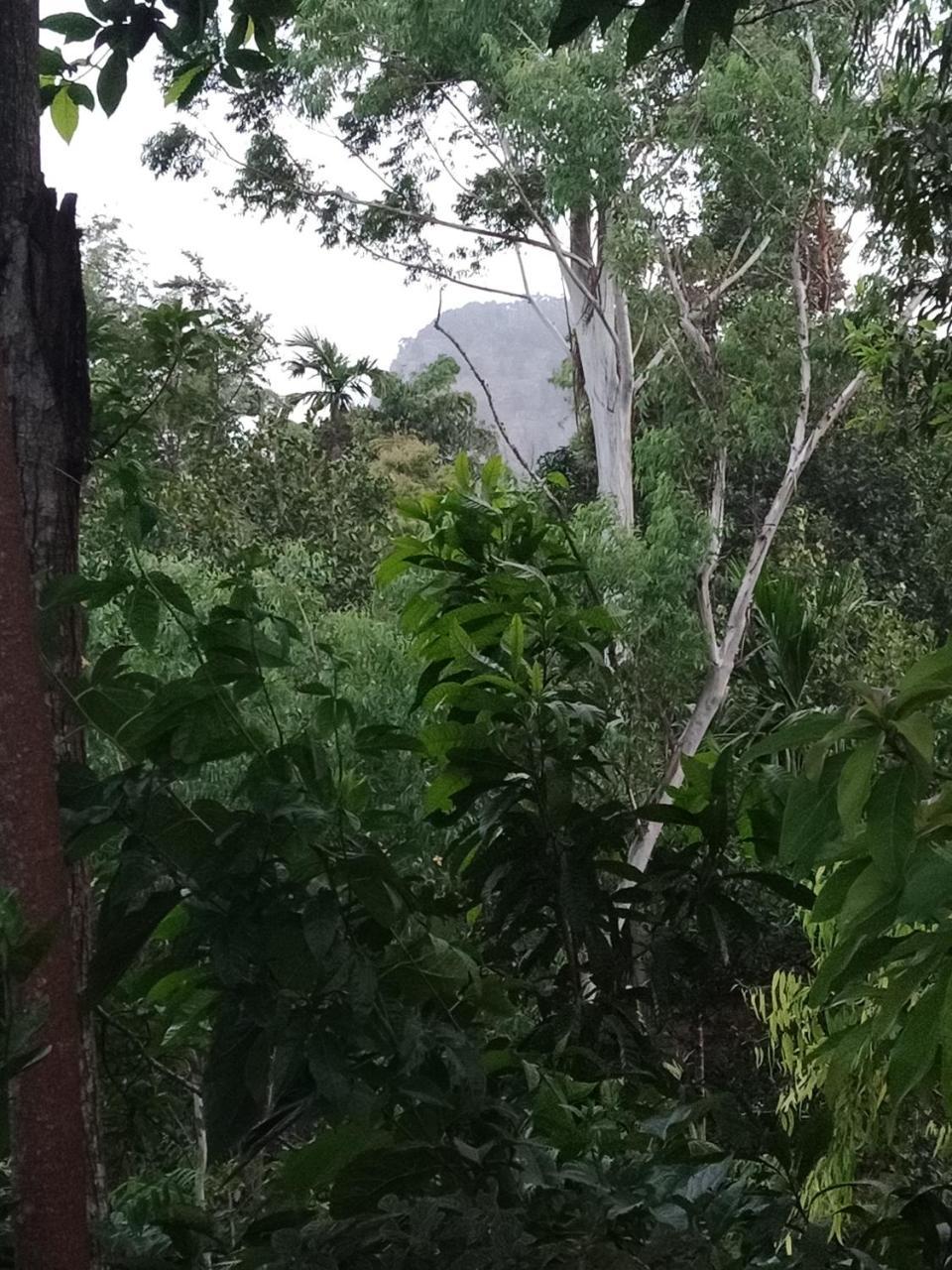 Damsen Homestay Ella Bagian luar foto