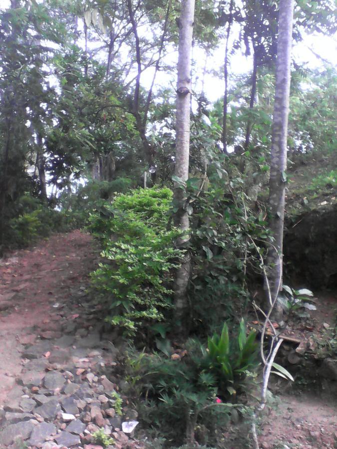 Damsen Homestay Ella Bagian luar foto
